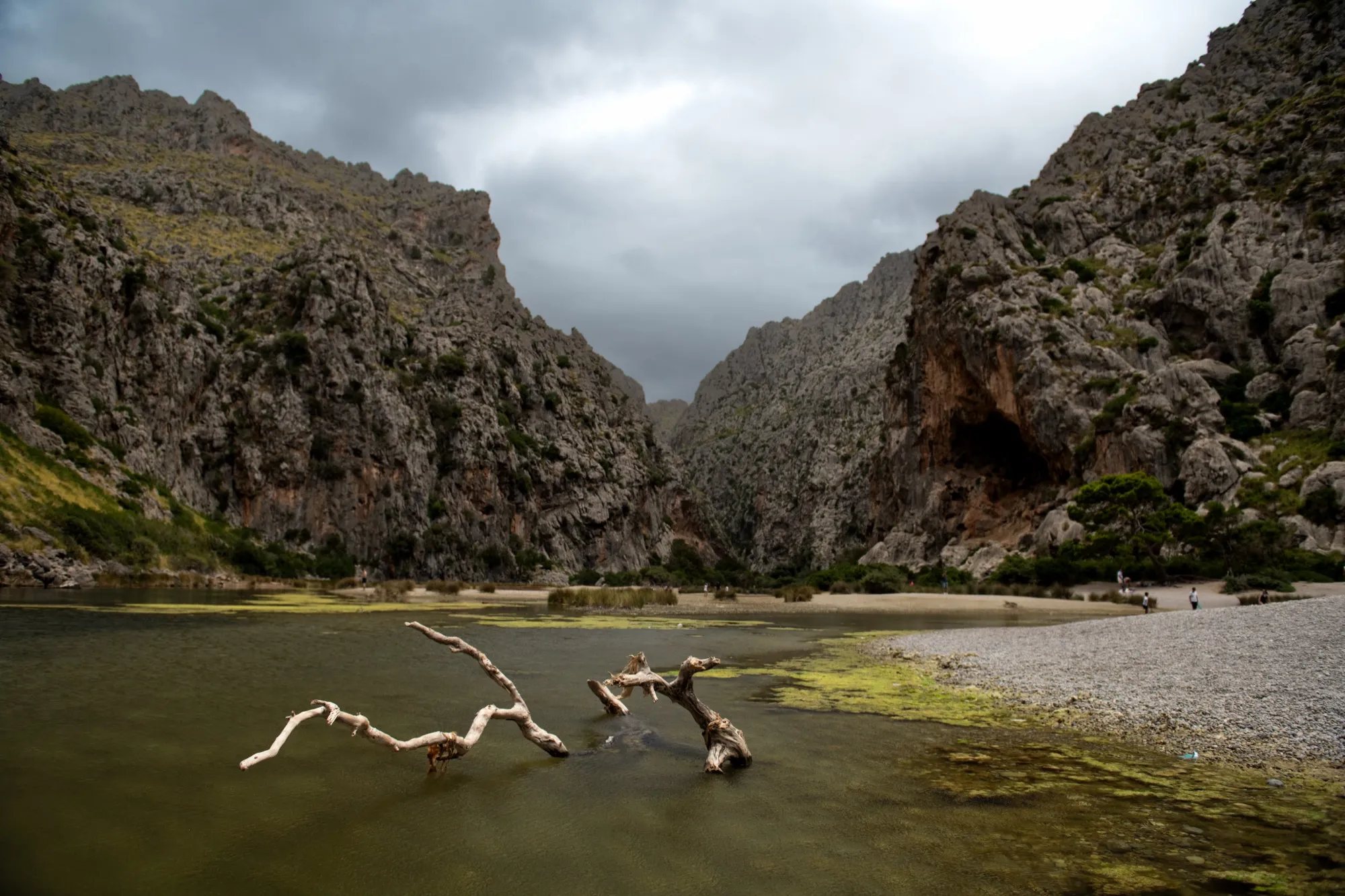 Driftwood in a shallow lagoon at the mouth of a limestone gorge under grey sky