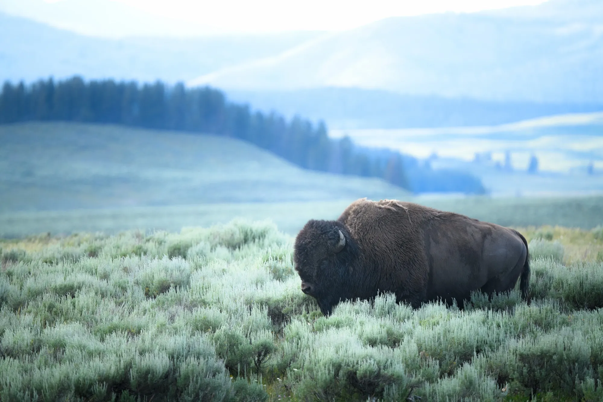 A bison grazing in sagebrush with misty hills behind