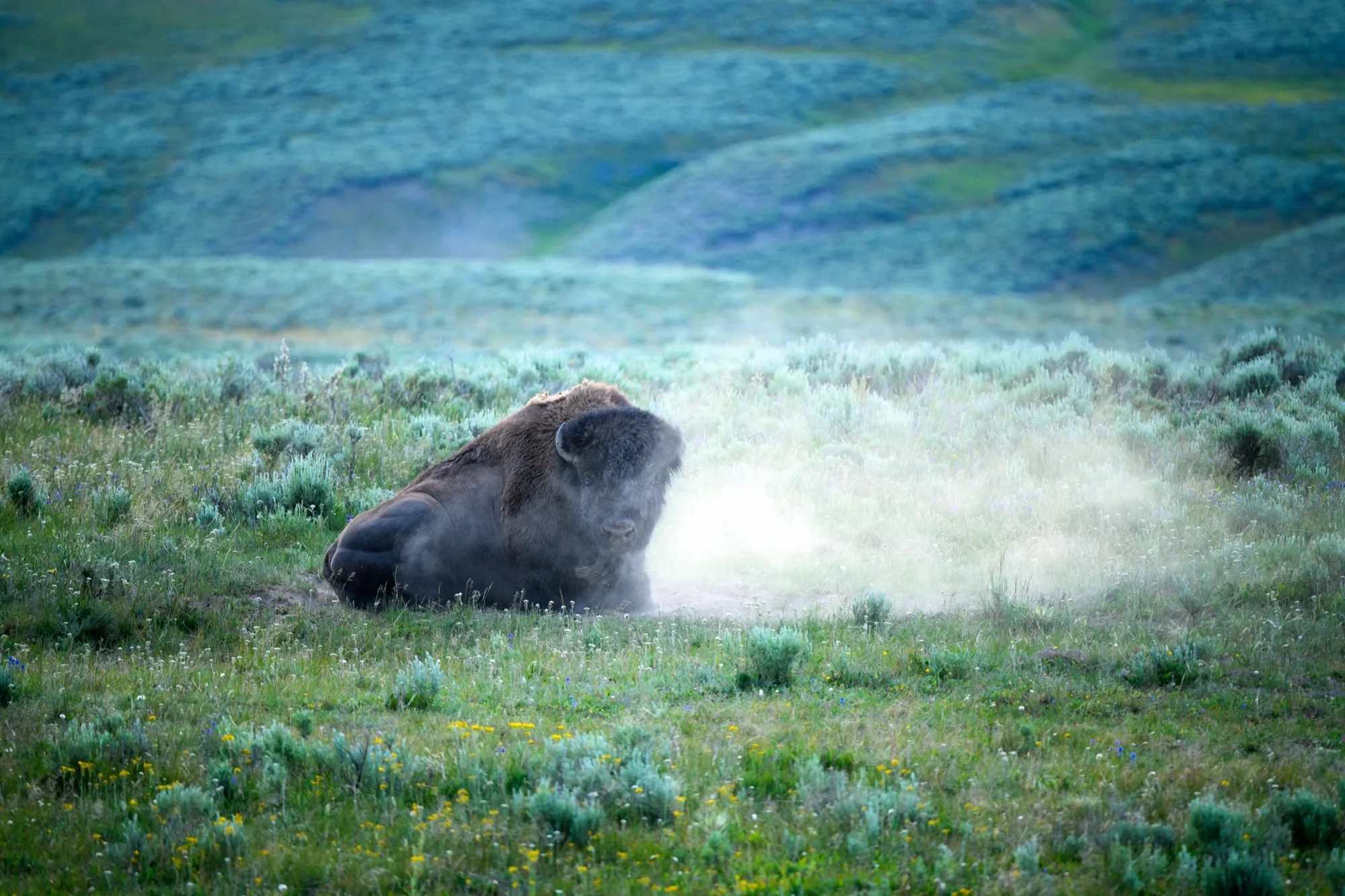 A bison lying in a dust wallow in a green valley